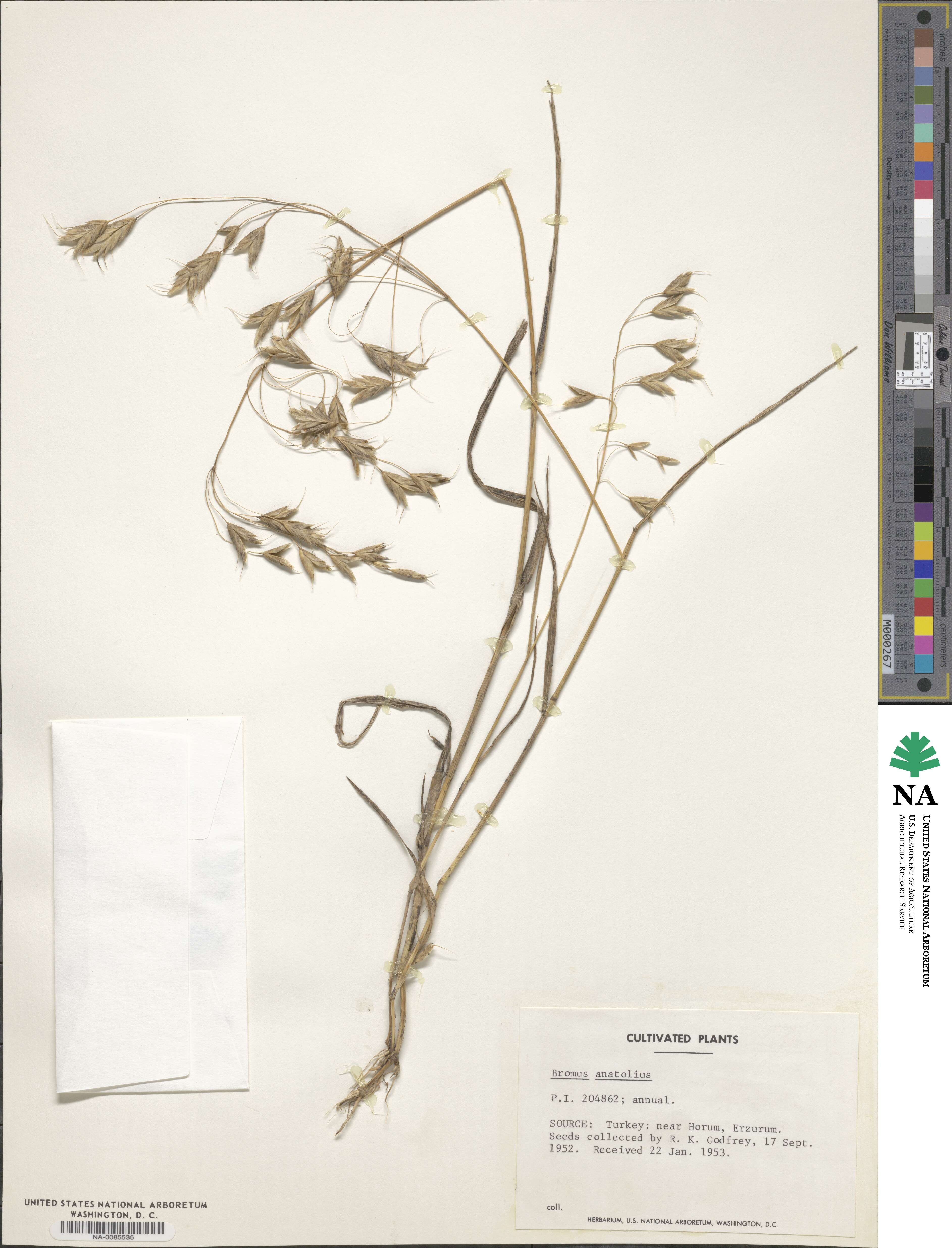 Bromus japonicus subsp. anatolicus image