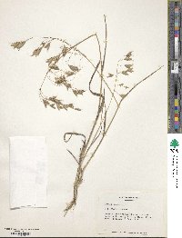 Bromus japonicus image