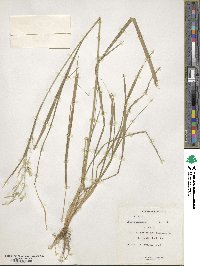 Bromus anomalus image