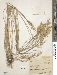 Bromus lanatipes image