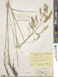 Bromus lanatipes image