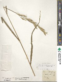 Image of Bromus bromoideus