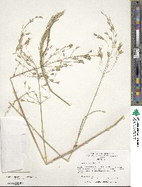 Bromus arvensis image