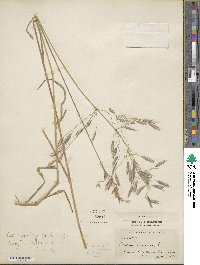 Bromus arvensis image