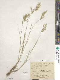 Bromus arvensis image