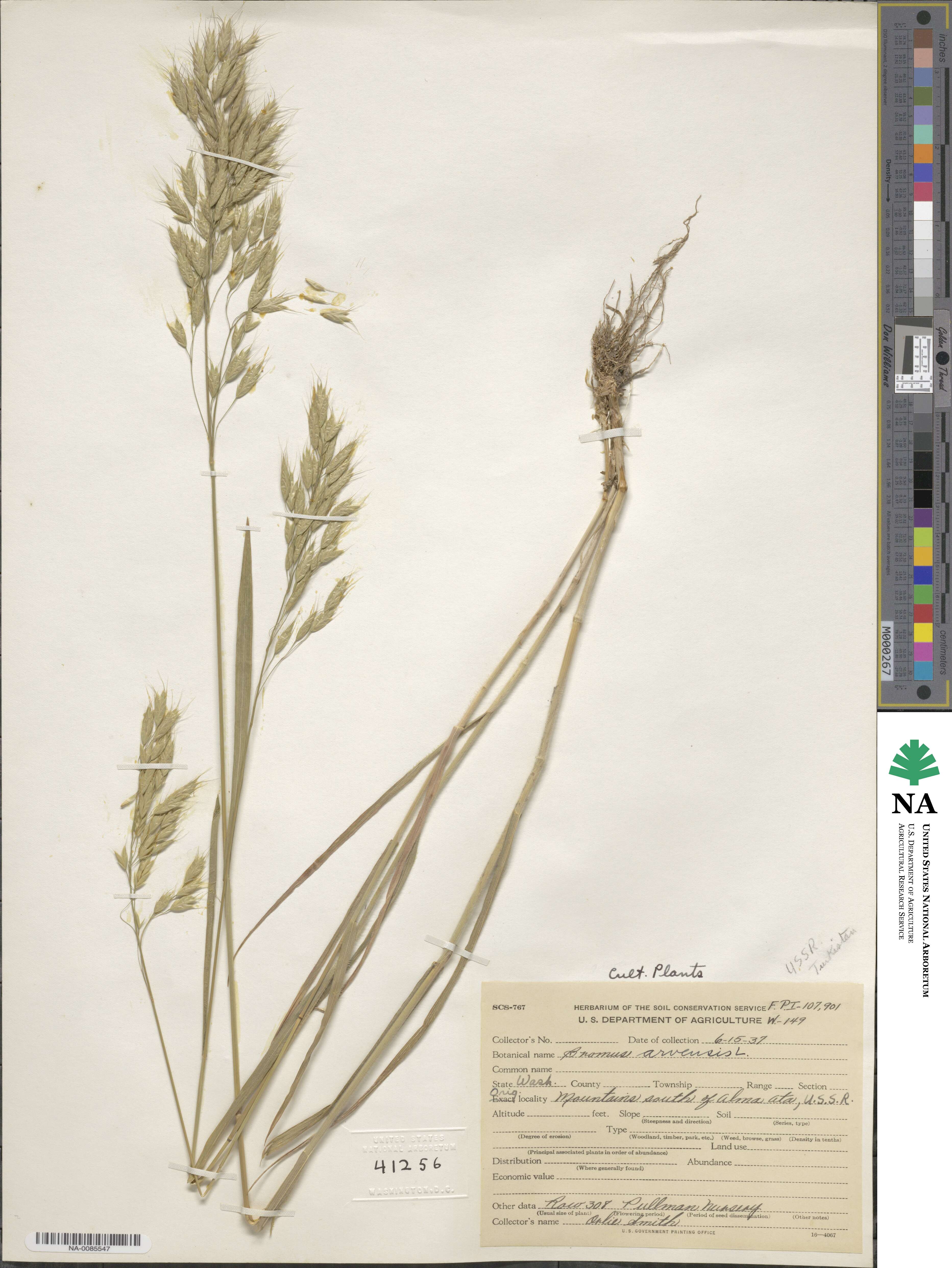 Bromus arvensis image