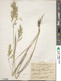 Bromus arvensis image