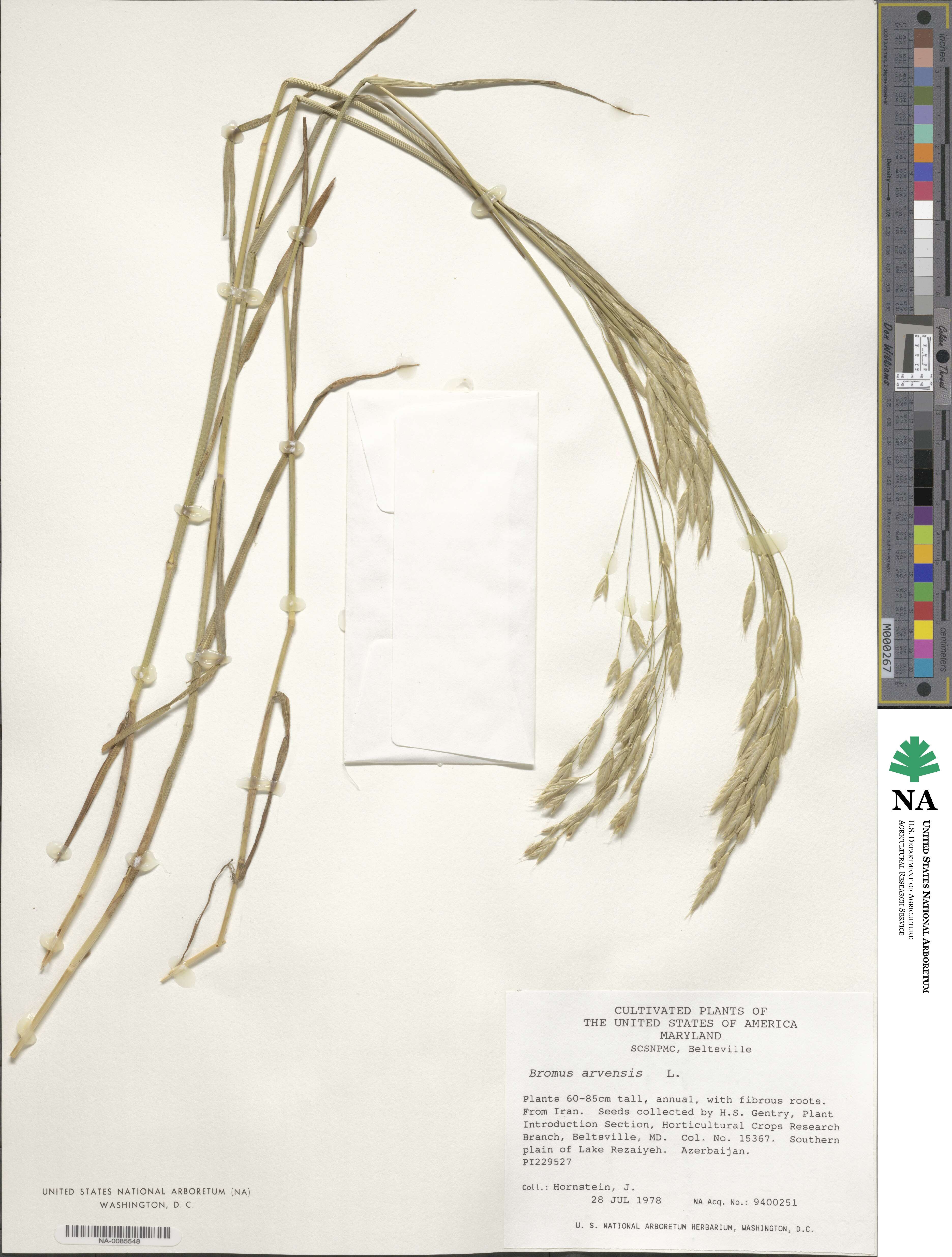 Bromus arvensis image