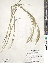 Bromus arvensis image