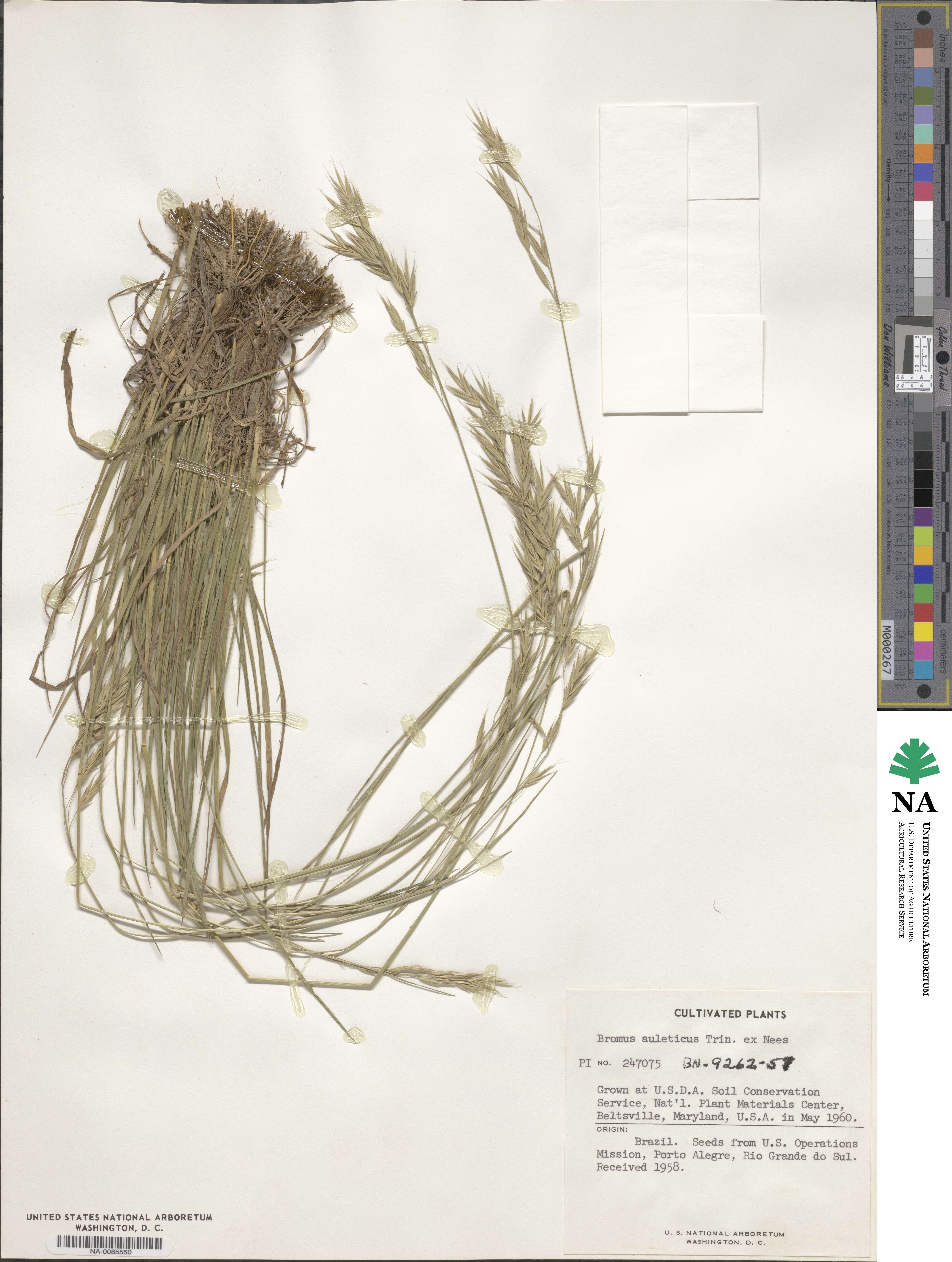 Bromus auleticus image