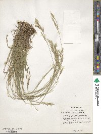 Bromus auleticus image