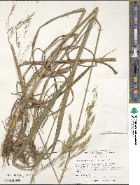 Bromus benekenii image