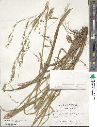 Bromus benekenii image