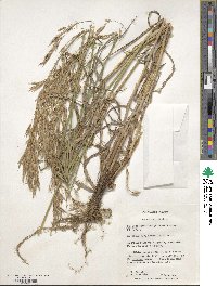 Bromus benekenii image