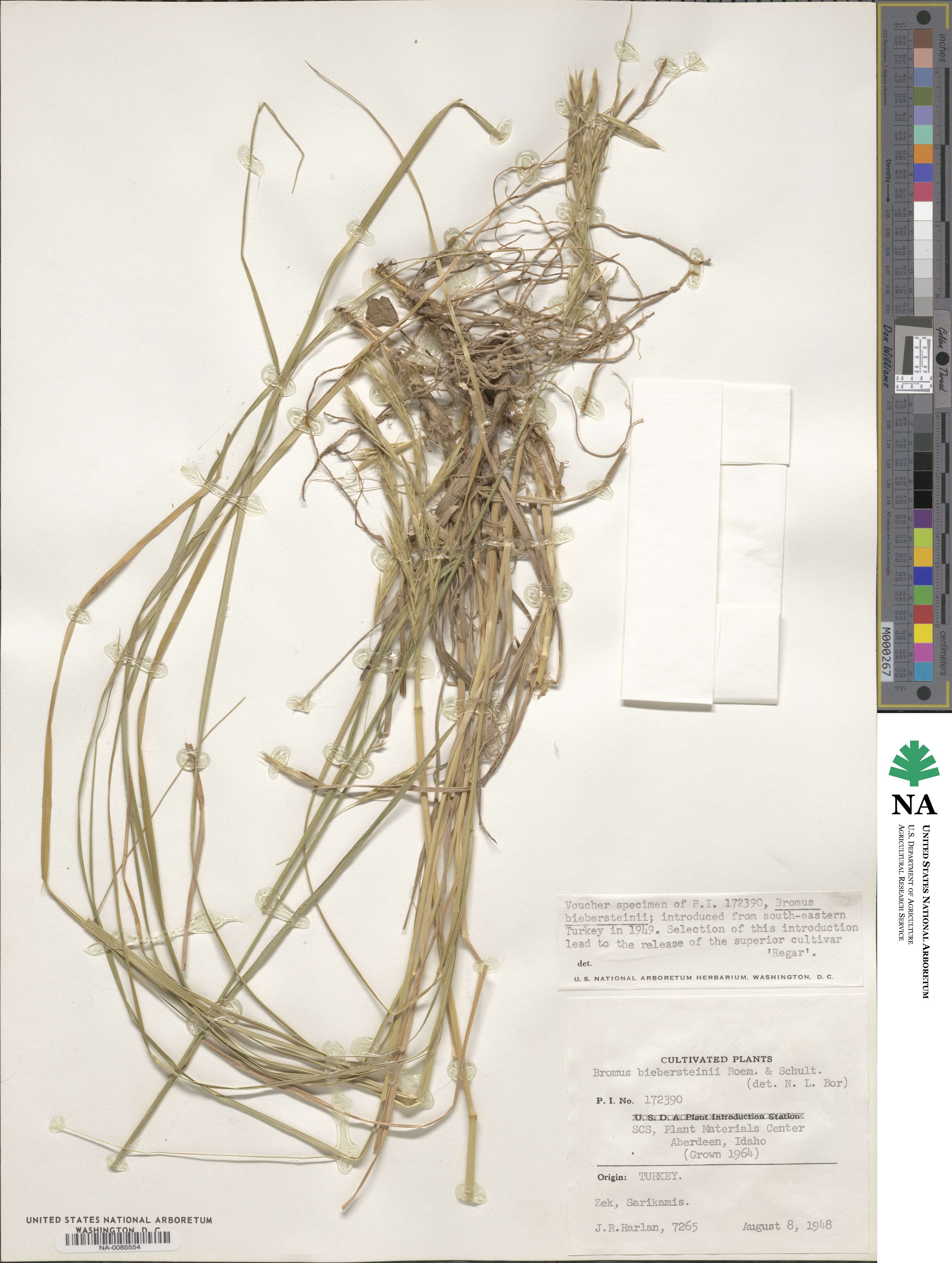 Bromus biebersteinii image
