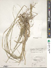 Image of Bromus biebersteinii