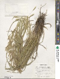 Bromus biebersteinii image