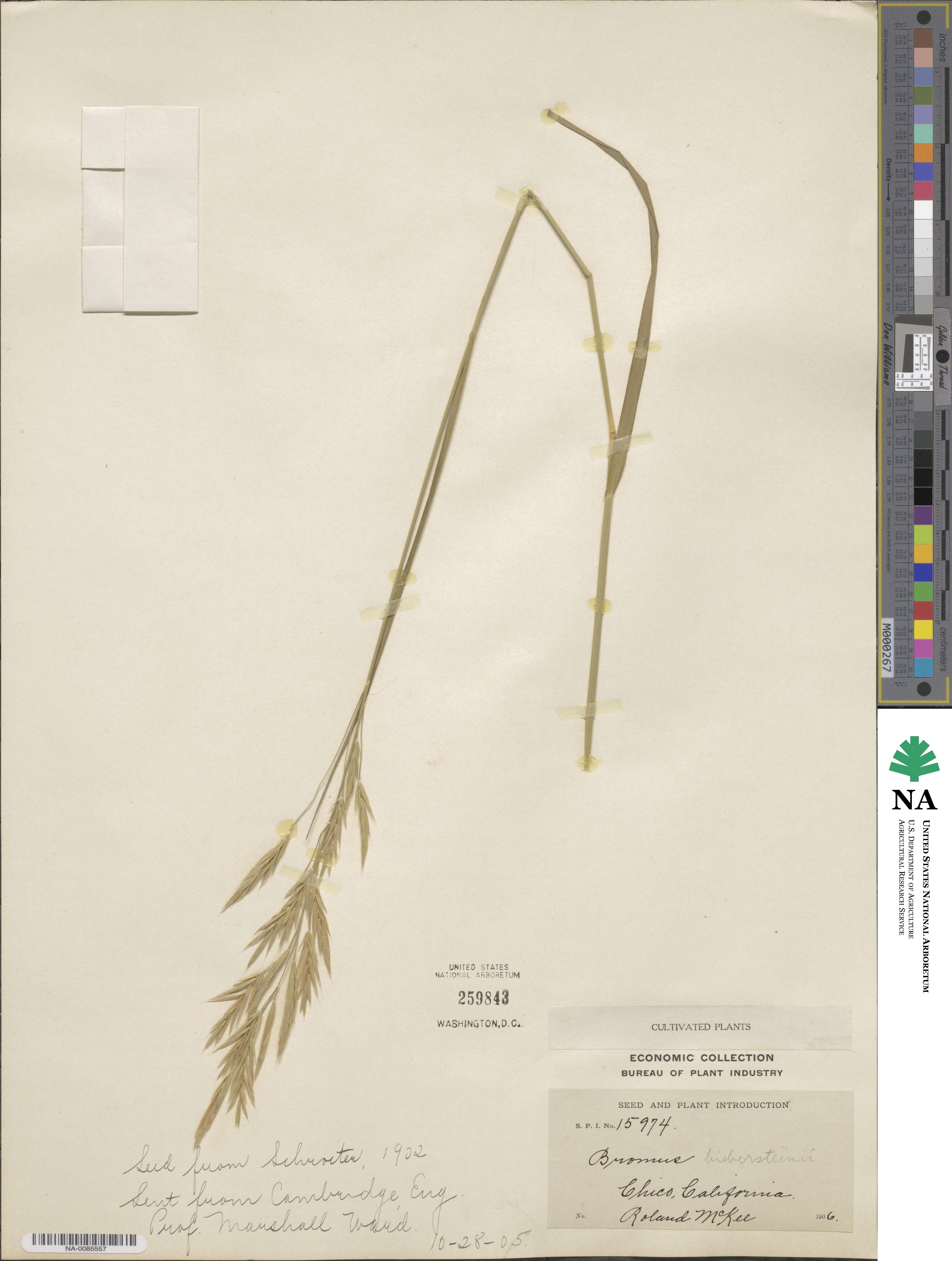 Bromus biebersteinii image