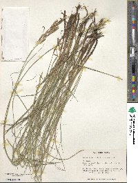 Bromus biebersteinii image