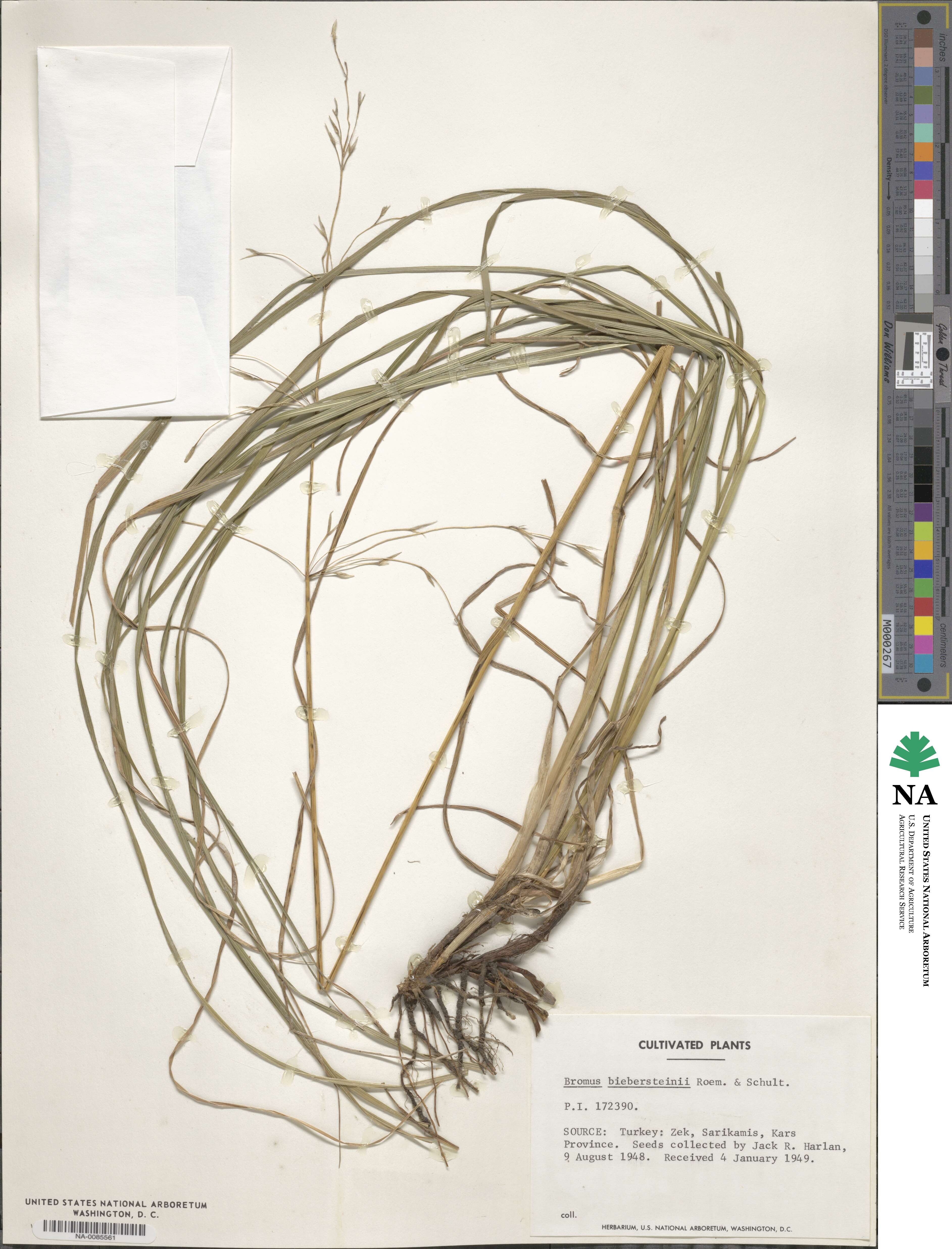 Bromus biebersteinii image