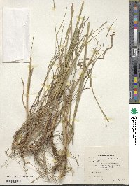 Bromus biebersteinii image