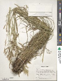 Bromus biebersteinii image