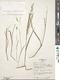 Bromus brachystachys image