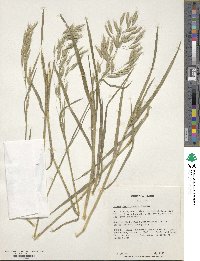 Bromus brachystachys image