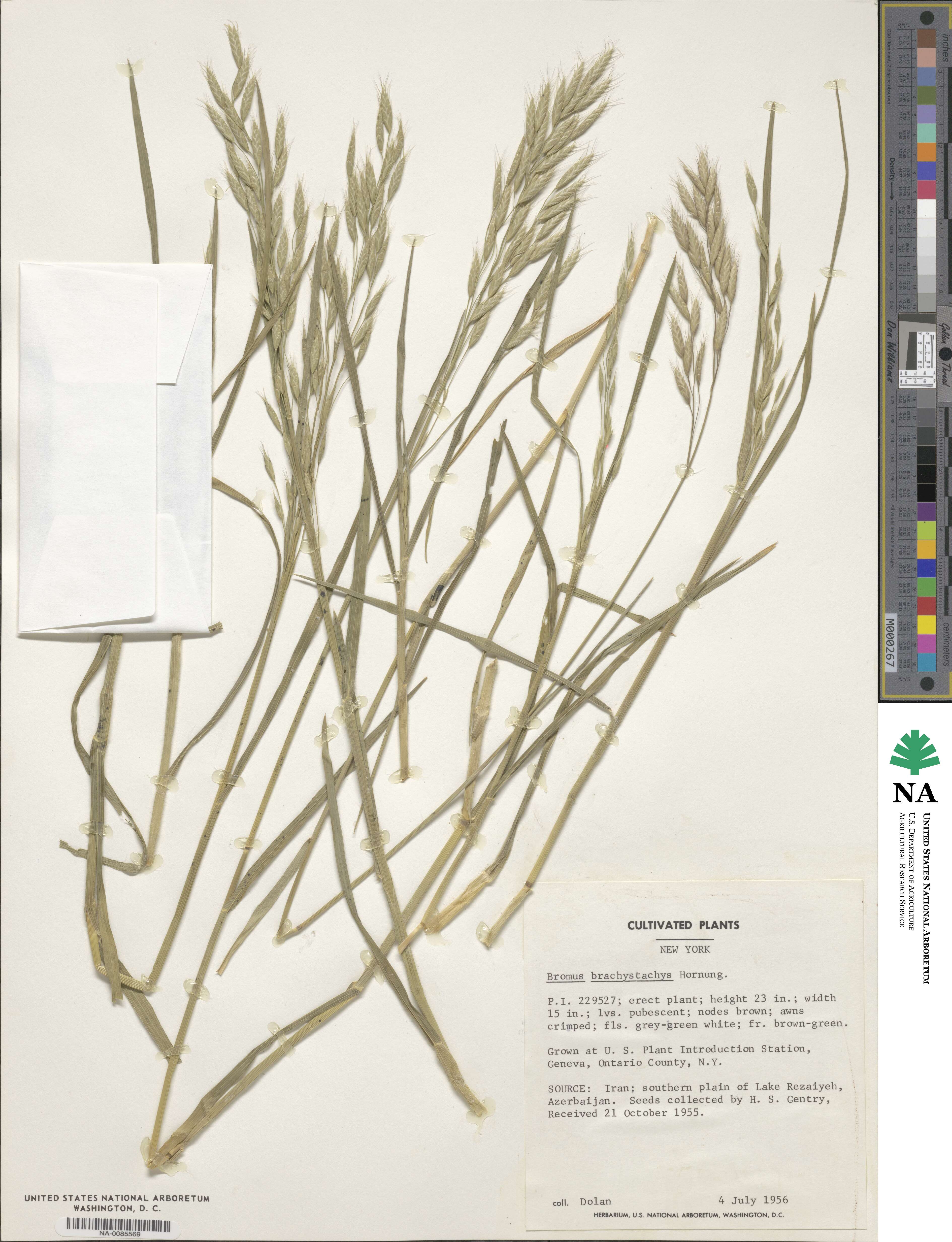 Bromus brachystachys image