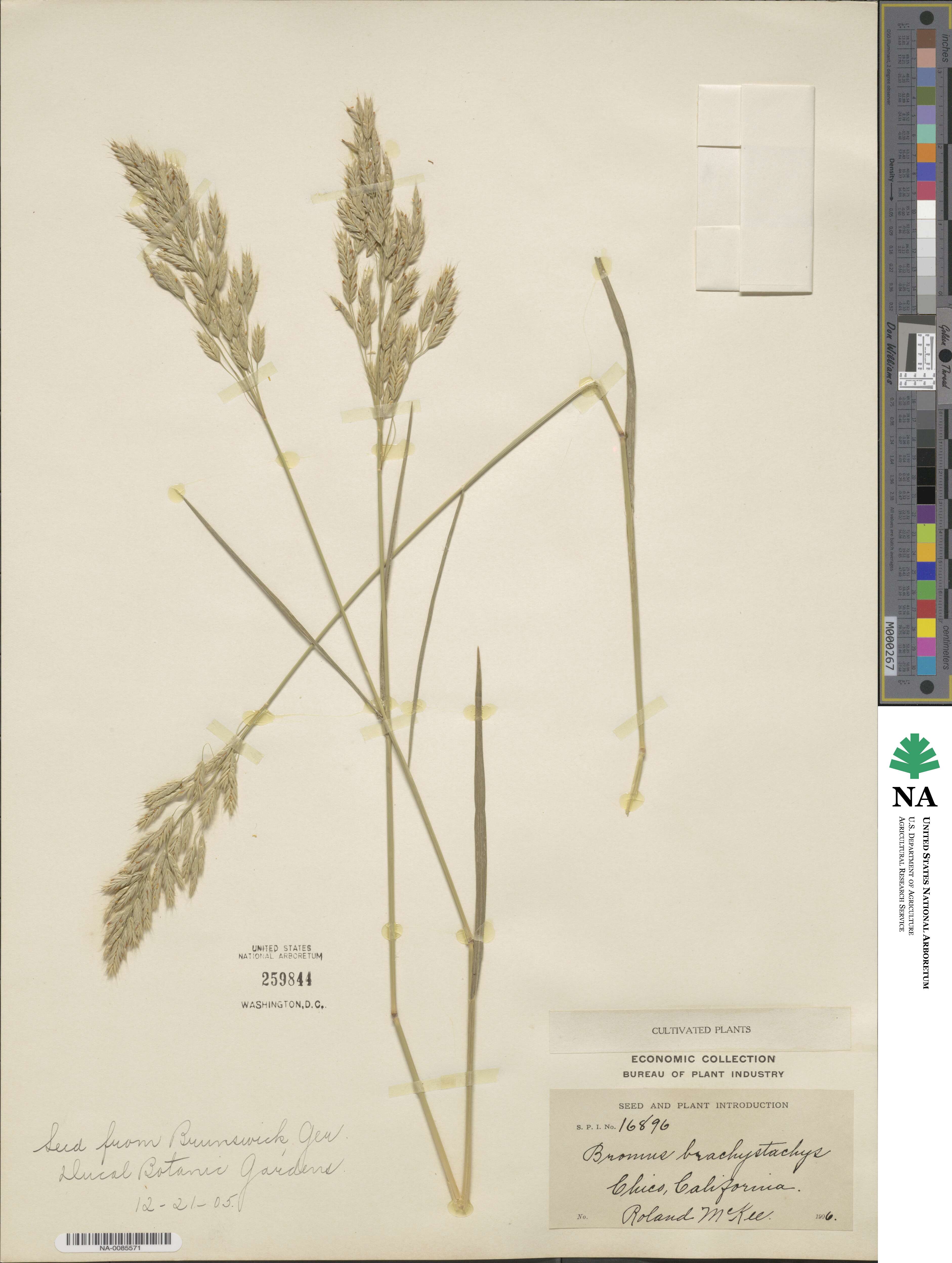 Bromus brachystachys image