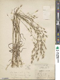 Image of Bromus ciliatus