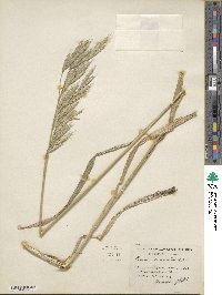 Bromus carinatus image