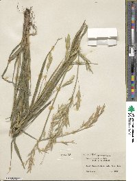 Bromus catharticus image