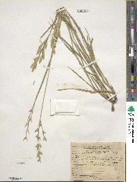 Bromus catharticus var. catharticus image