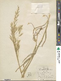 Bromus catharticus image