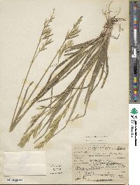 Bromus catharticus image