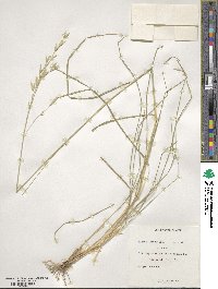 Bromus catharticus image