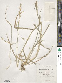 Bromus catharticus image