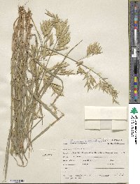 Bromus catharticus image