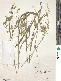 Bromus ciliatus image