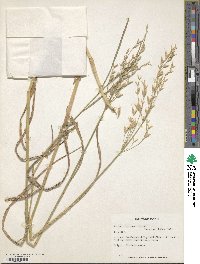 Bromus commutatus image