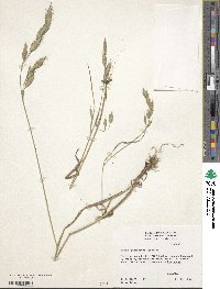 Bromus commutatus image