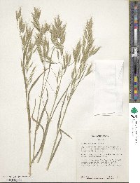 Bromus commutatus image