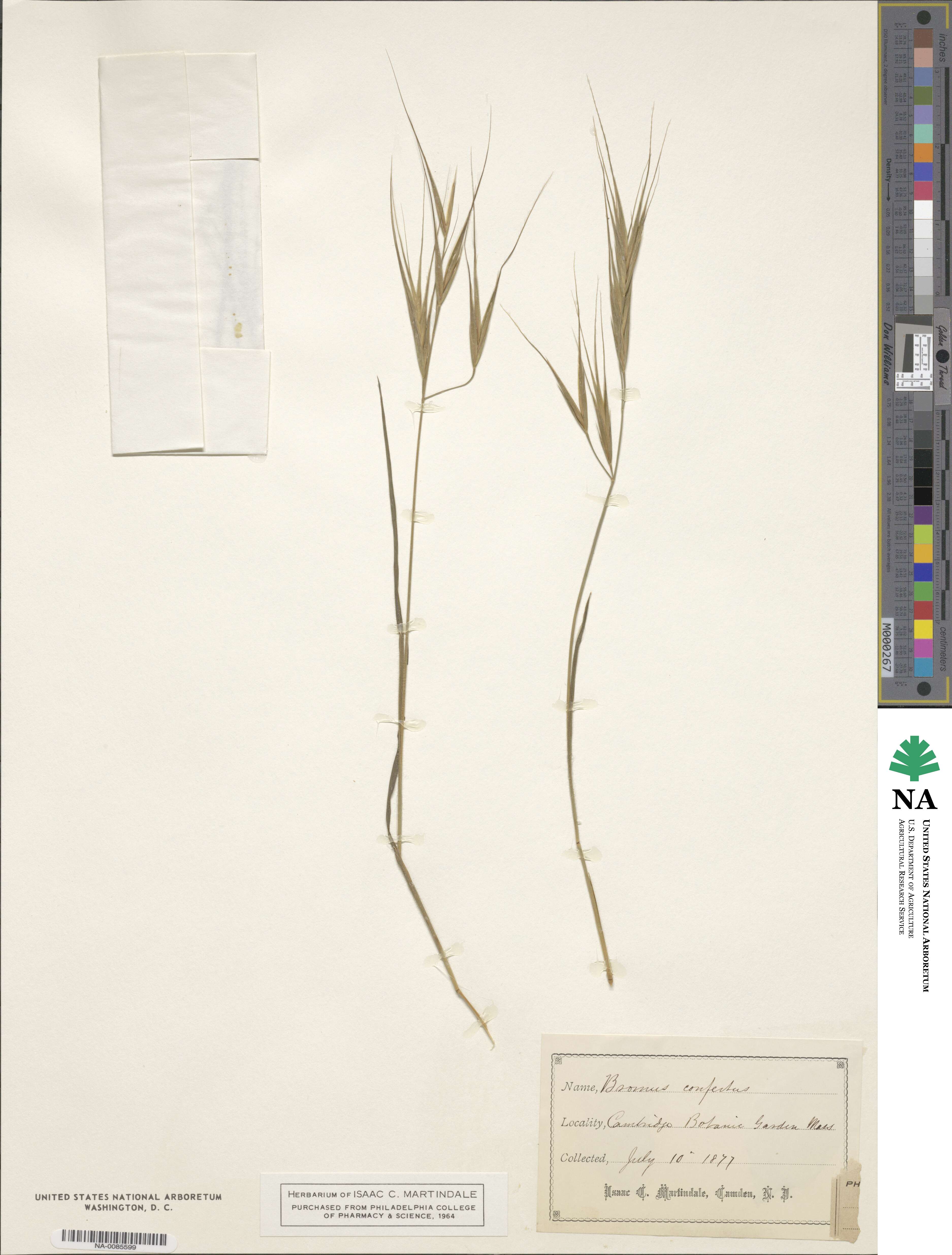 Bromus scoparius image