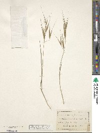 Bromus scoparius image