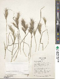 Bromus danthoniae image