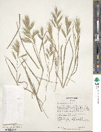 Bromus danthoniae image