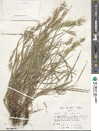 Bromus danthoniae image