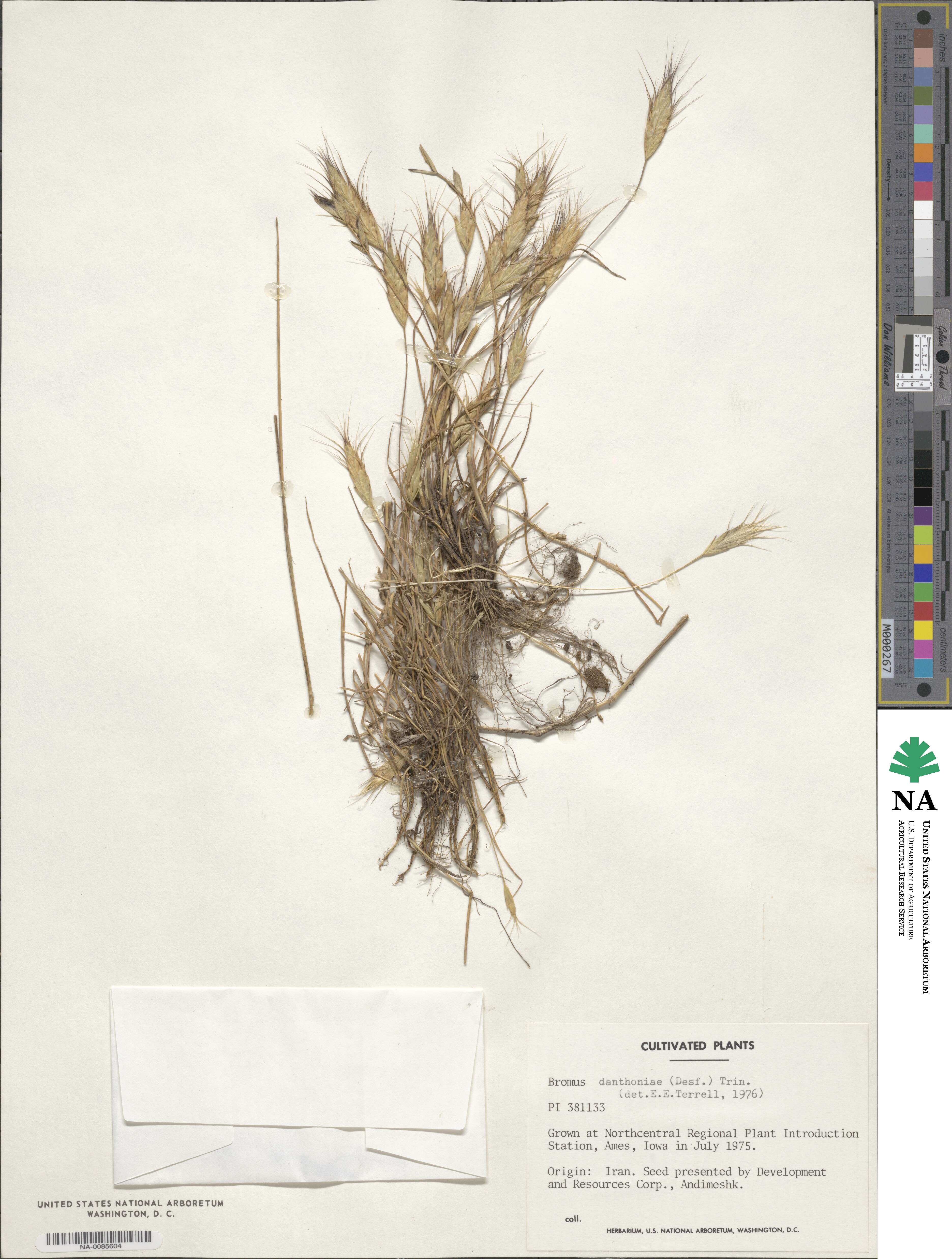 Bromus danthoniae image