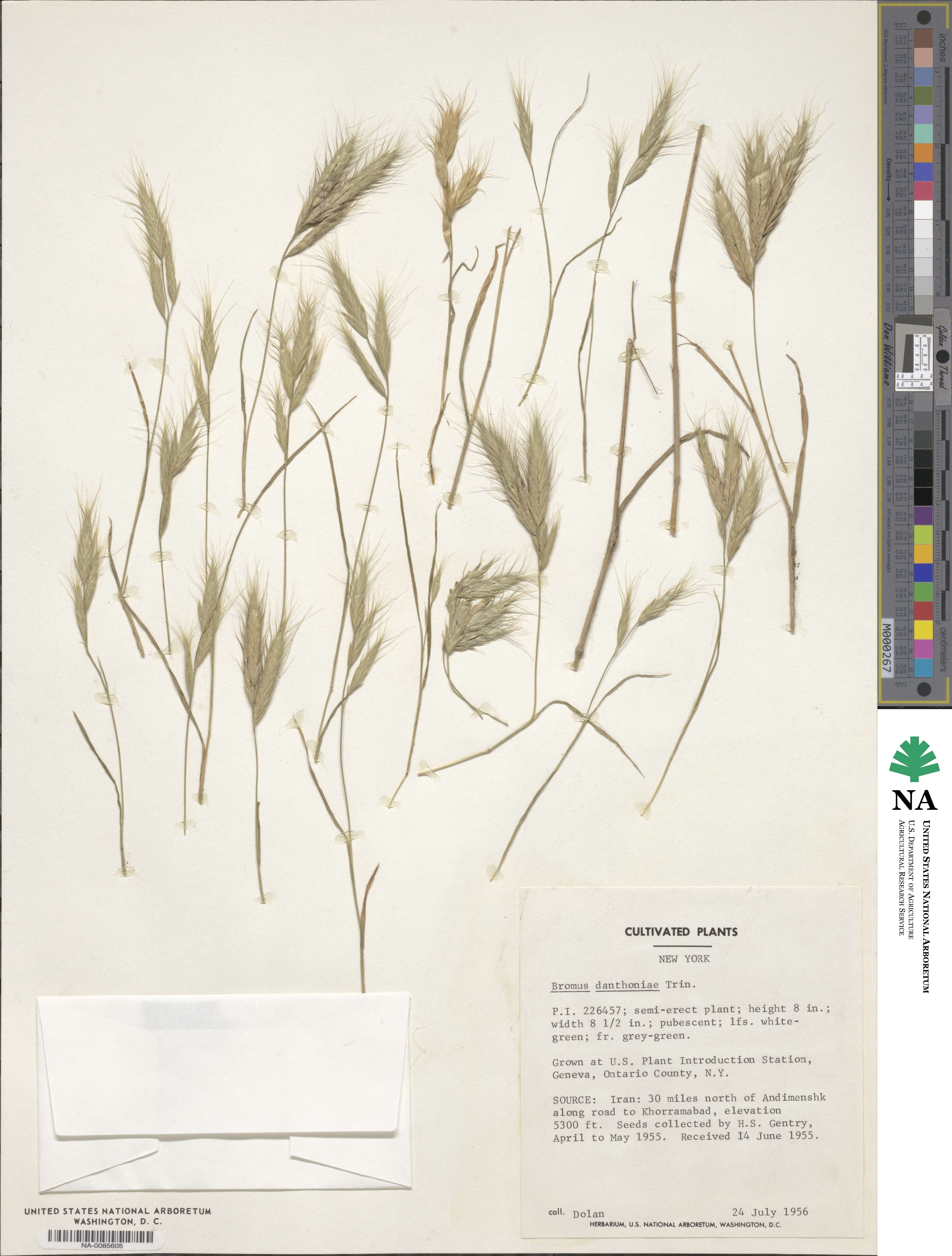 Bromus danthoniae image